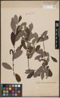 Foto von Salix cinerea L.